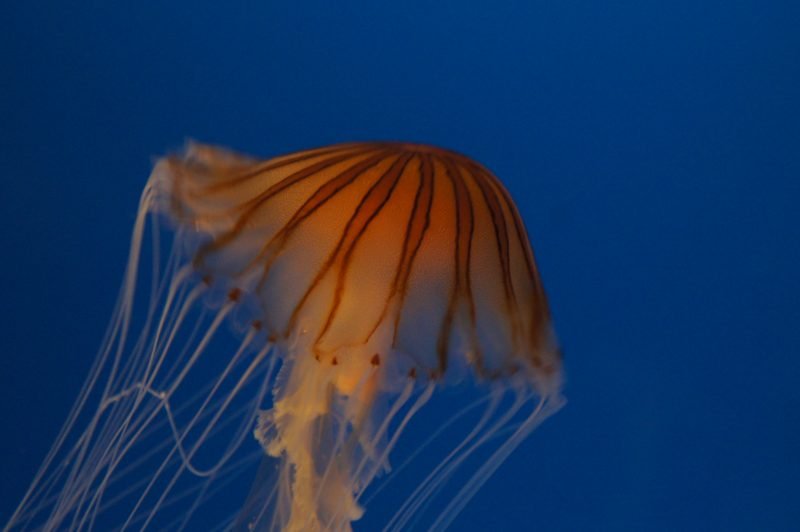 Orange jellyfish floating in blue water at Osaka Aquarium Kaiyukan