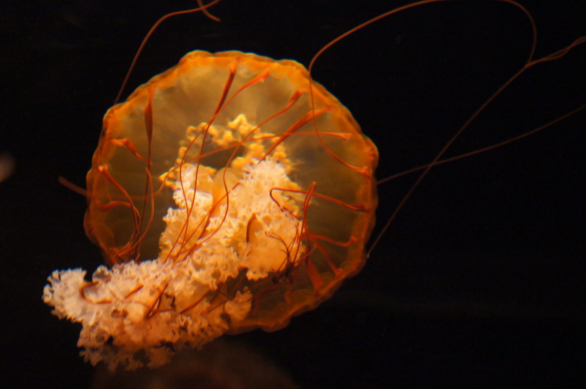 Close-up of an orange jellyfish against a black background at Osaka Aquarium Kaiyukan