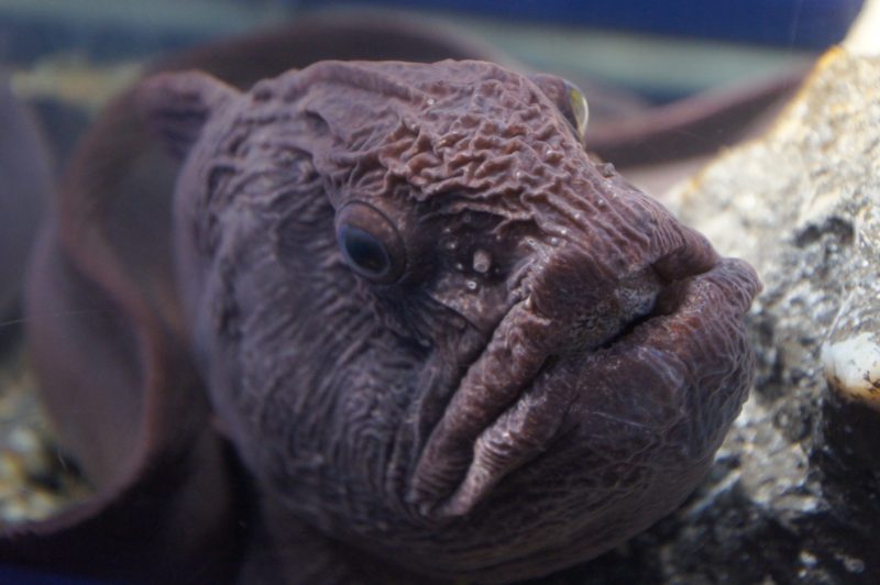Close-up of a wrinkled brown fish at Osaka Aquarium Kaiyukan