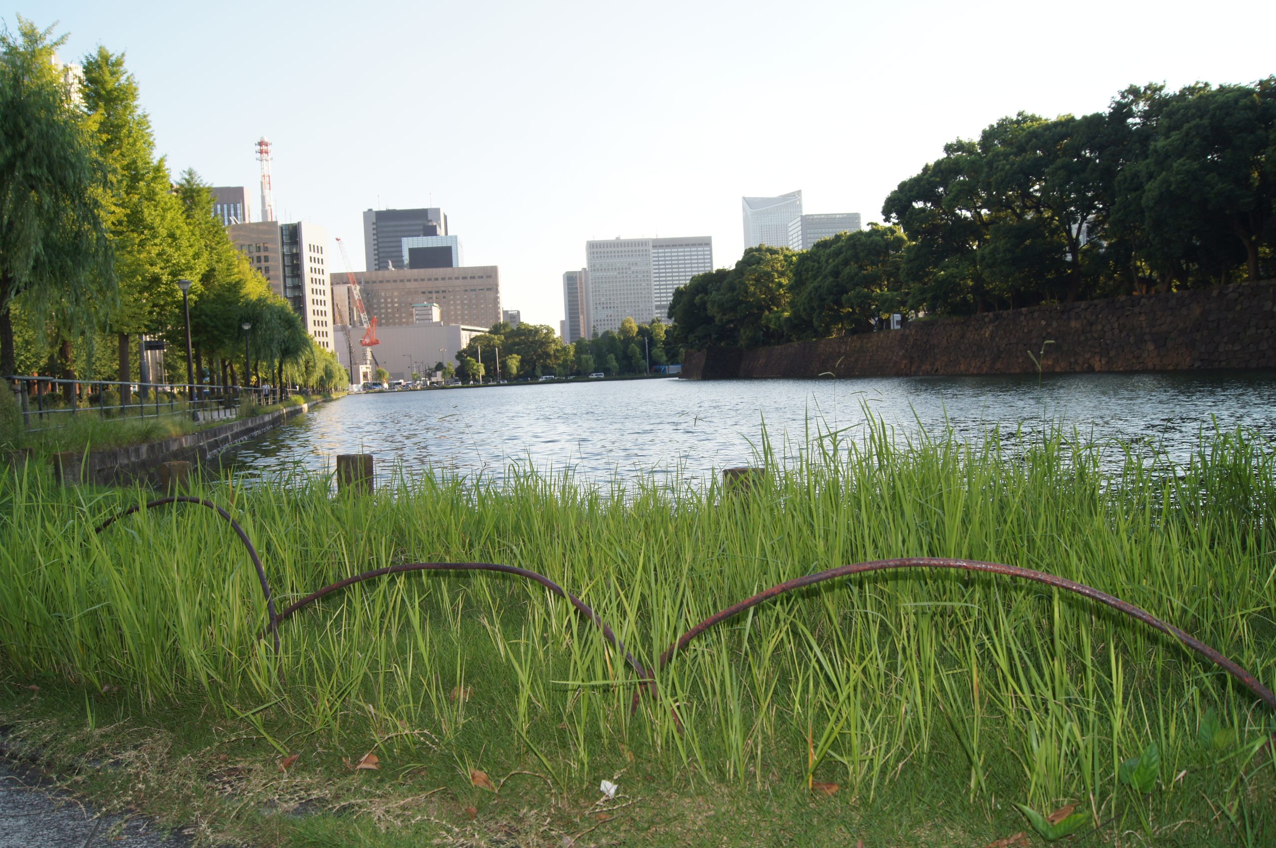 DSC05280 scaled Reeds line the Imperial Palace moat with stone walls, trees and central Tokyo buildings beyond.