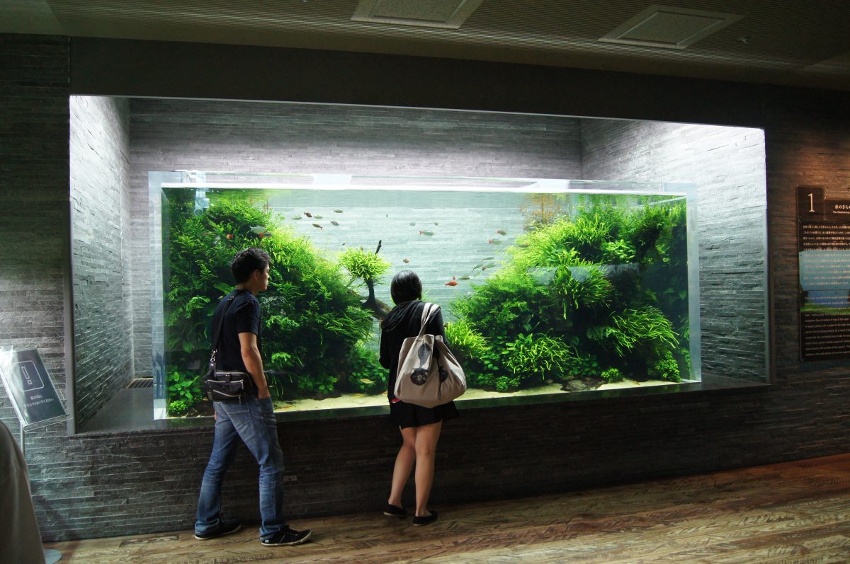 Two visitors standing in front of a brightly planted aquarium at Sumida Aquarium
