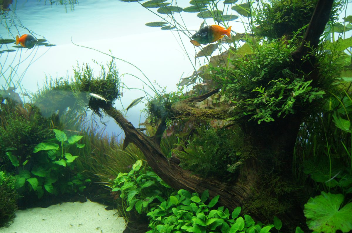 Tropical fish swimming among dense plants and driftwood in a Sumida Aquarium aquascape