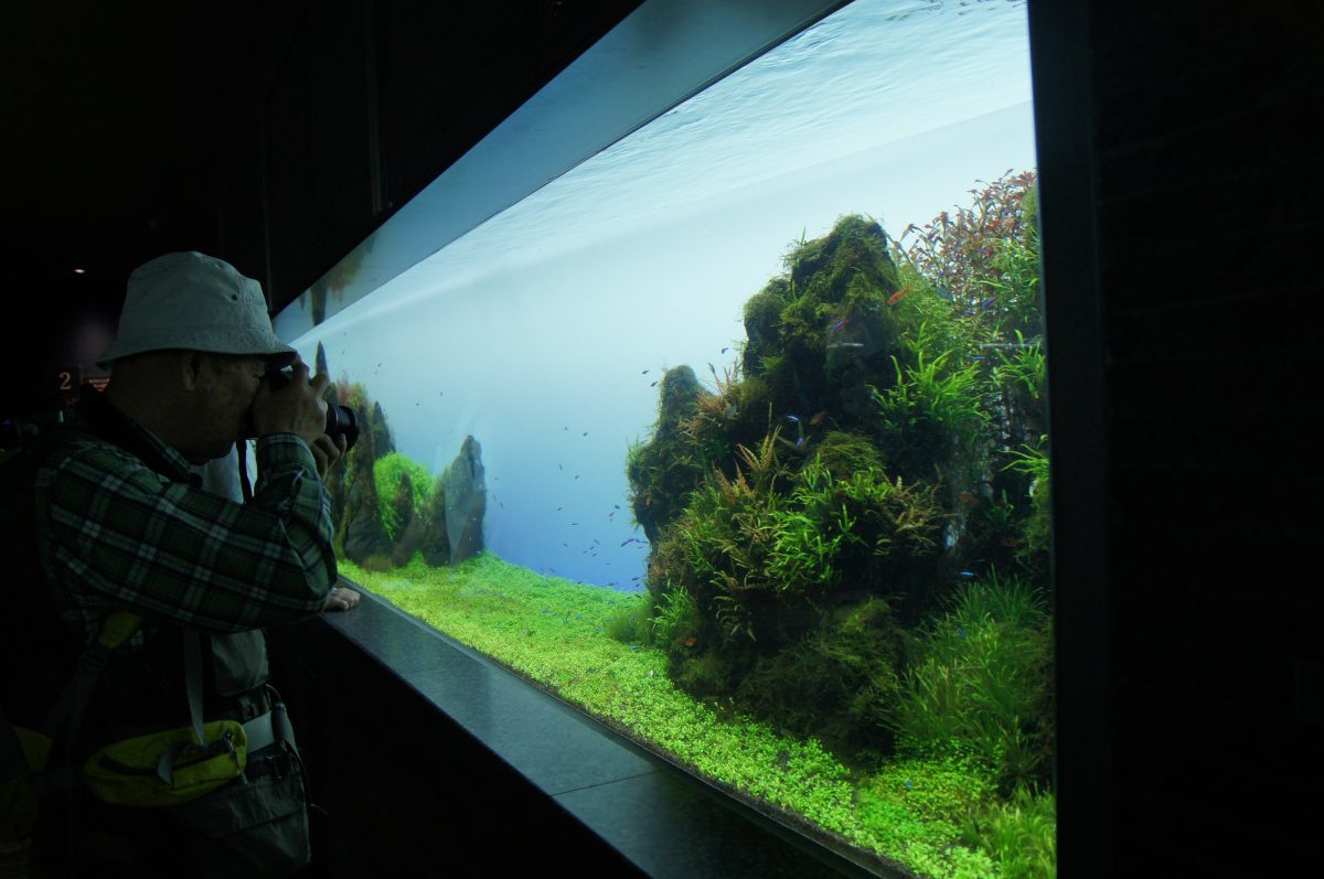 Visitor photographing a brightly lit planted aquarium at Sumida Aquarium