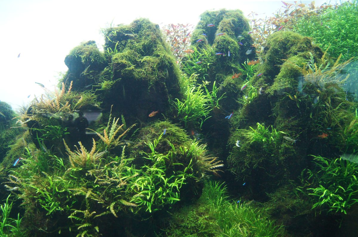 Small fish swimming around moss-covered rock formations in a Sumida Aquarium planted tank
