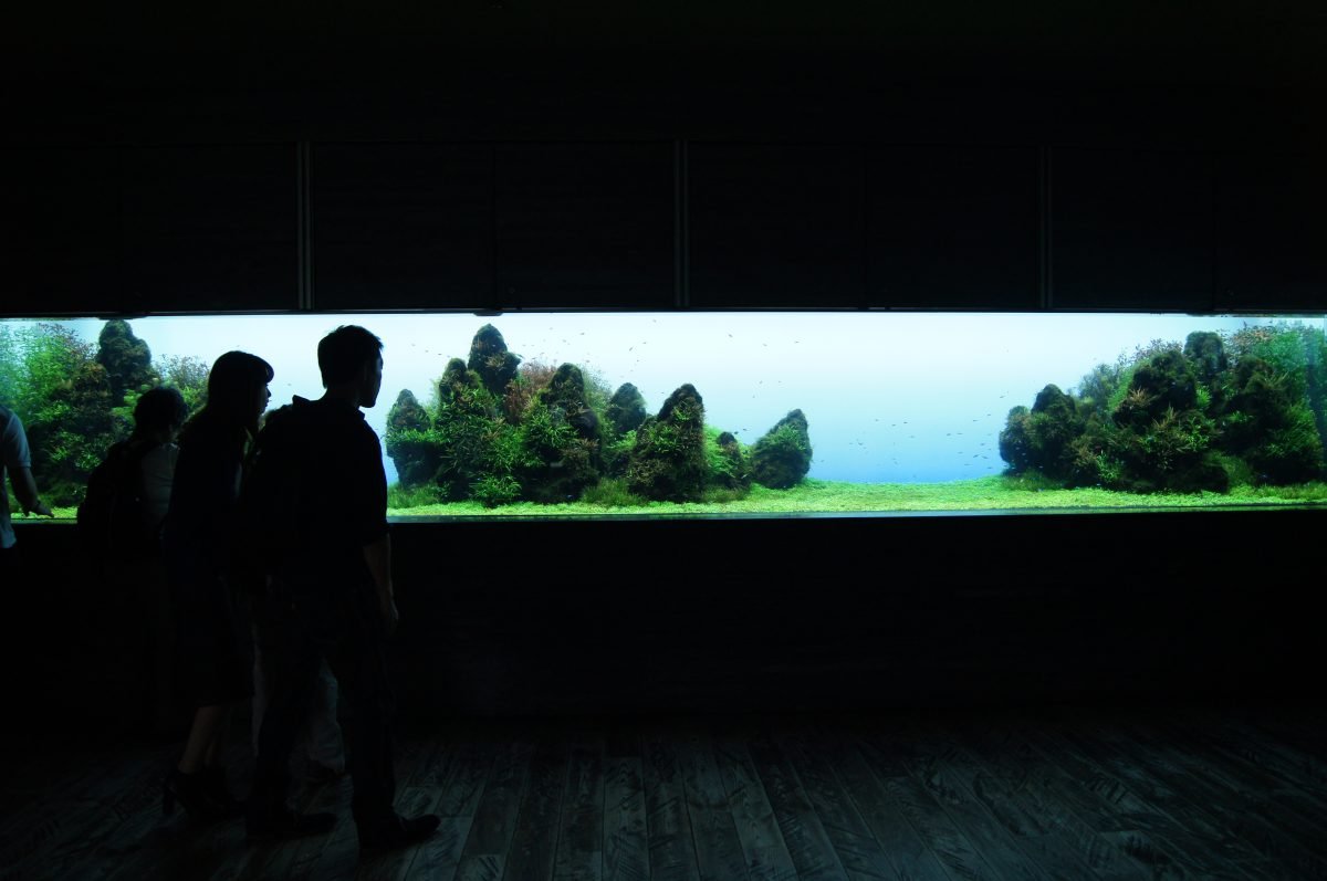 Visitors silhouetted beside a long planted Natural Aquascape tank at Sumida Aquarium