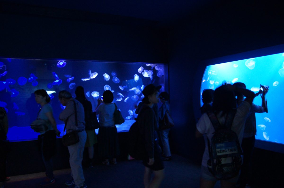 Visitors gathered around illuminated jellyfish tanks at Sumida Aquarium in 2015