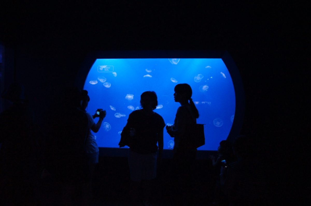 Visitors silhouetted against a blue jellyfish tank at Sumida Aquarium in 2015