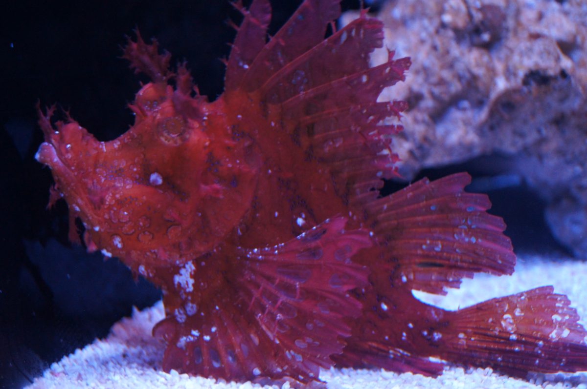 Red camouflaged fish resting against rock in a Sumida Aquarium tank