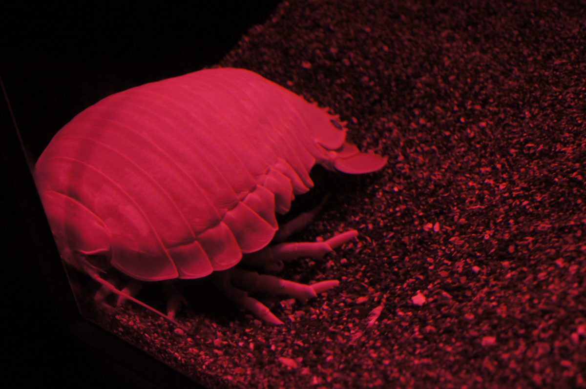 Giant isopod in a red-lit tank at Sumida Aquarium