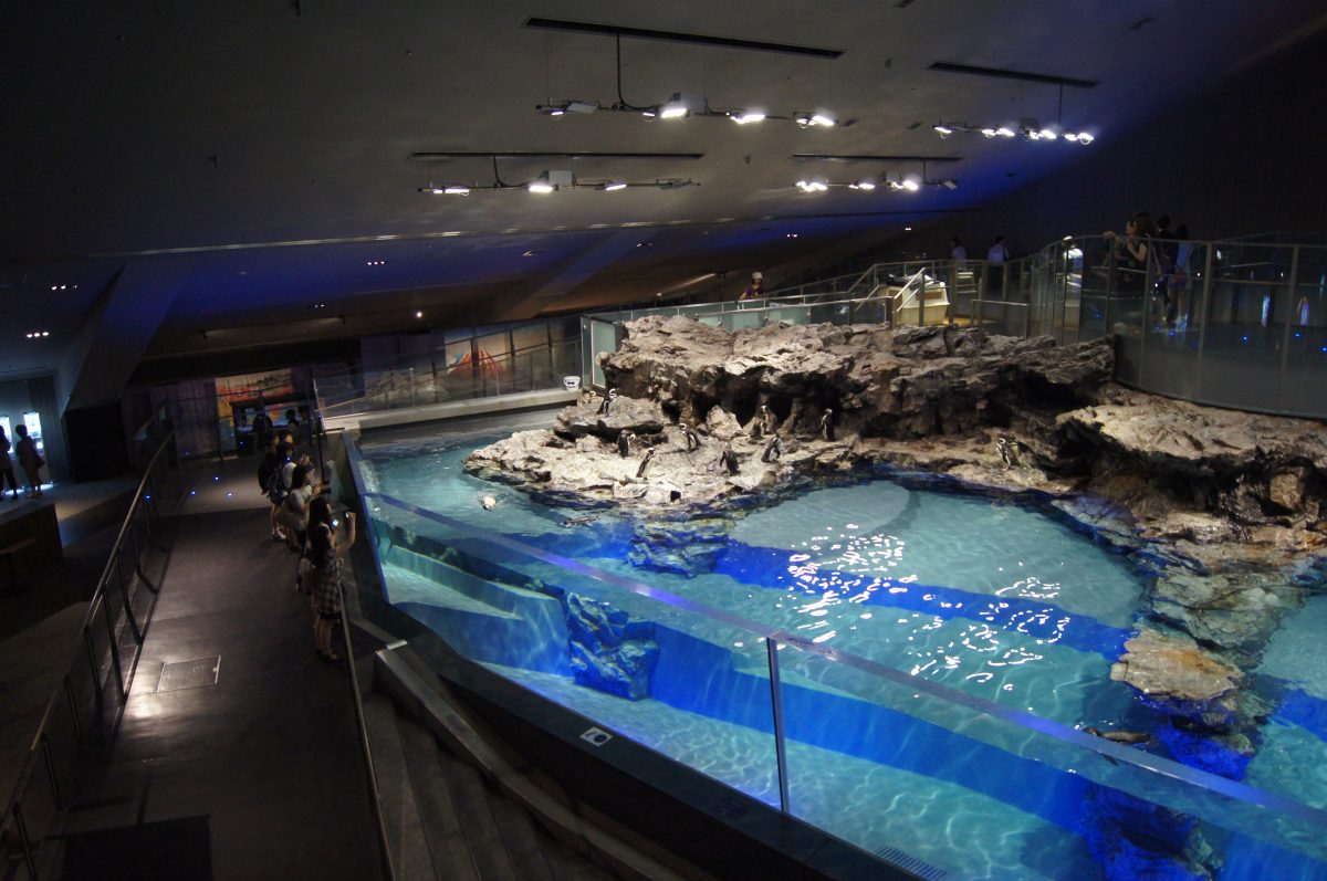 Wide view of the open indoor penguin pool and surrounding walkways at Sumida Aquarium