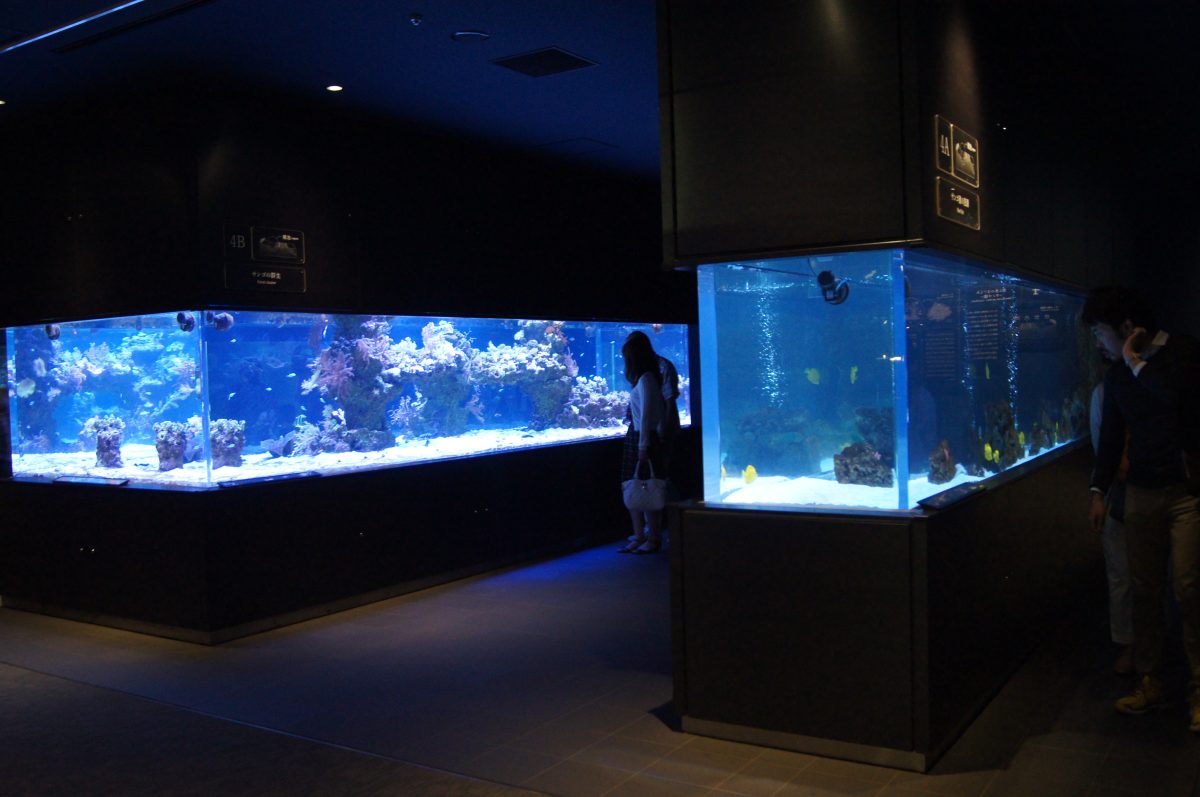 Blue-lit coral and tropical fish tanks inside Sumida Aquarium