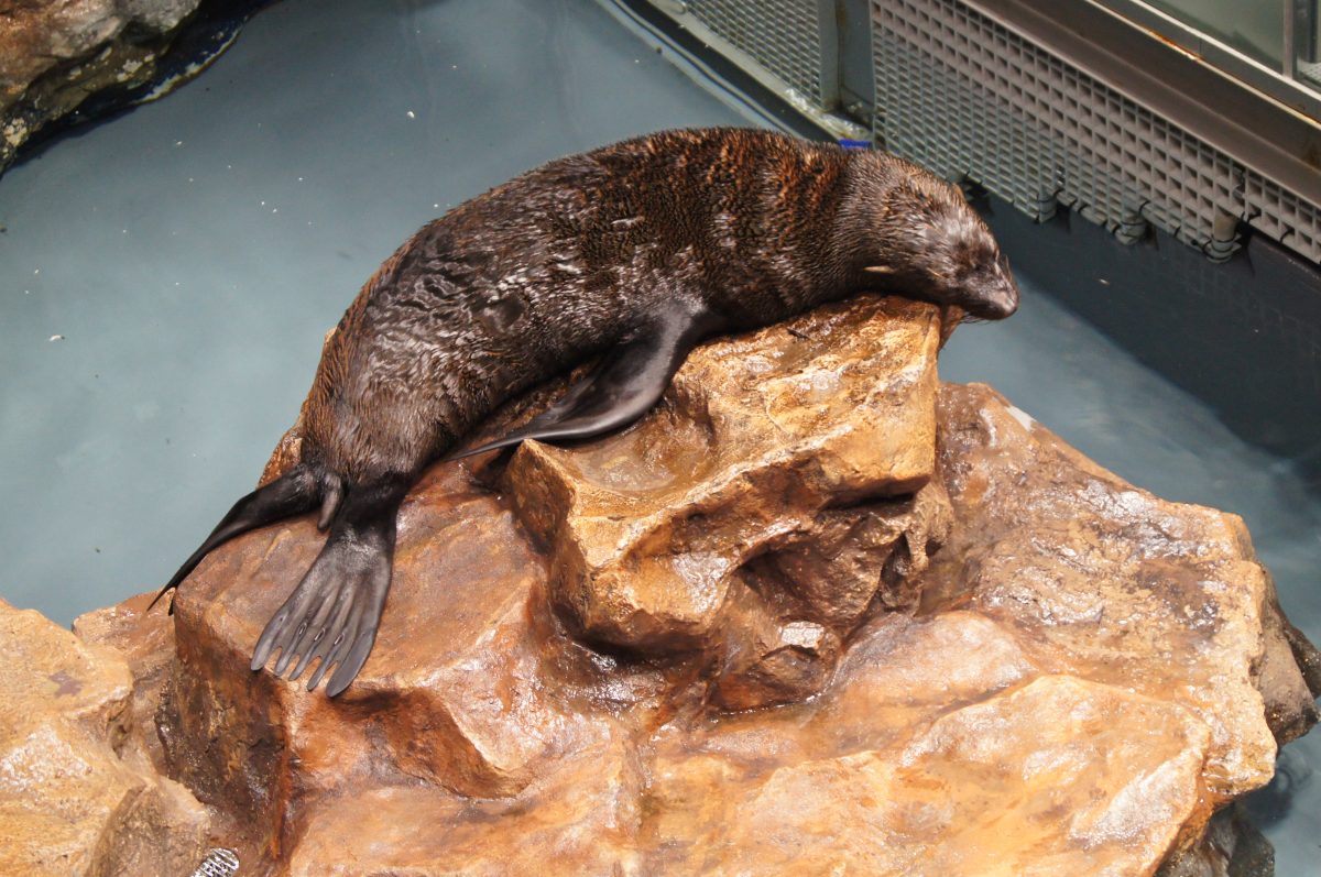 Fur seal sleeping on a rock inside Sumida Aquarium