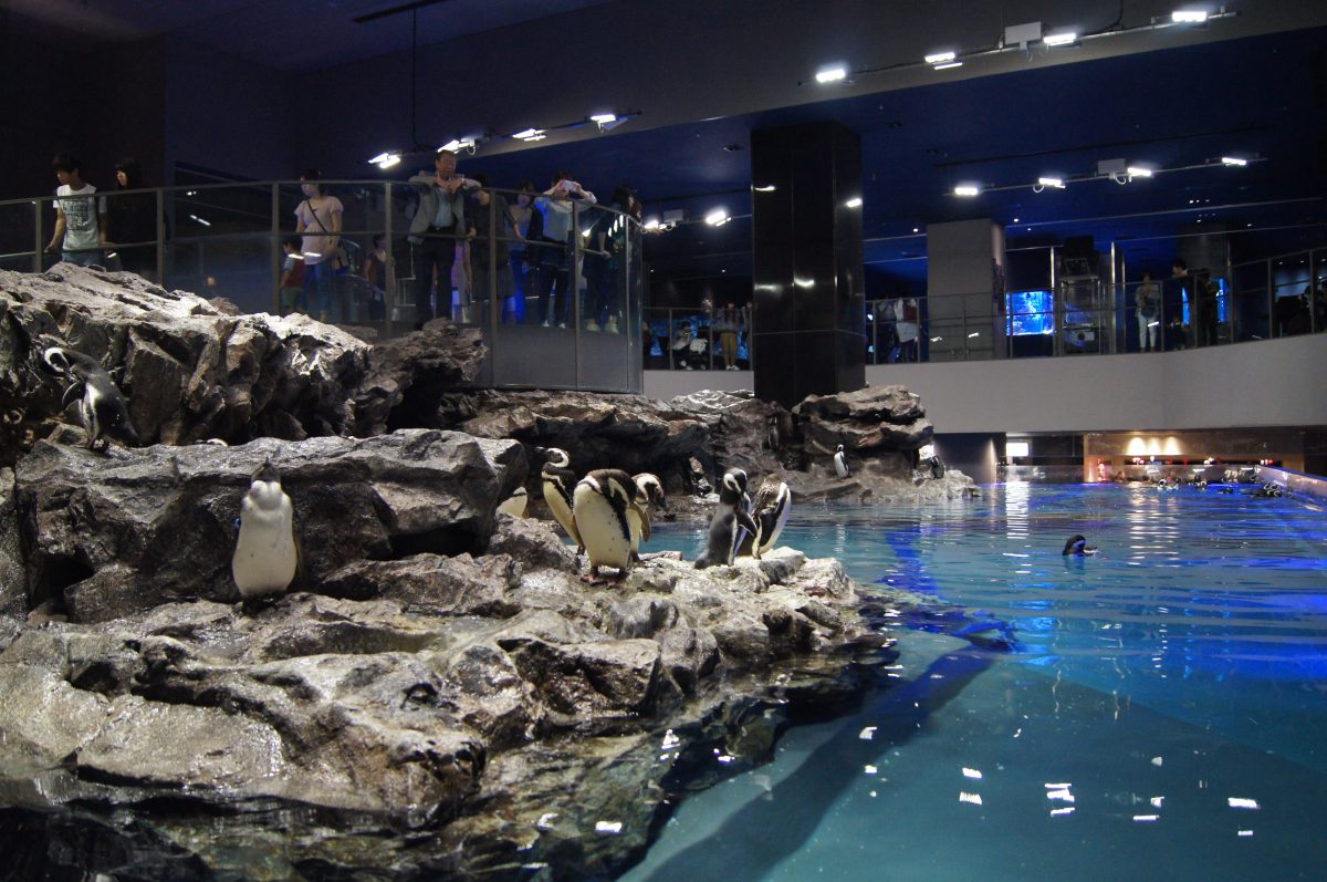 Magellanic penguins standing on rocks beside the indoor pool at Sumida Aquarium