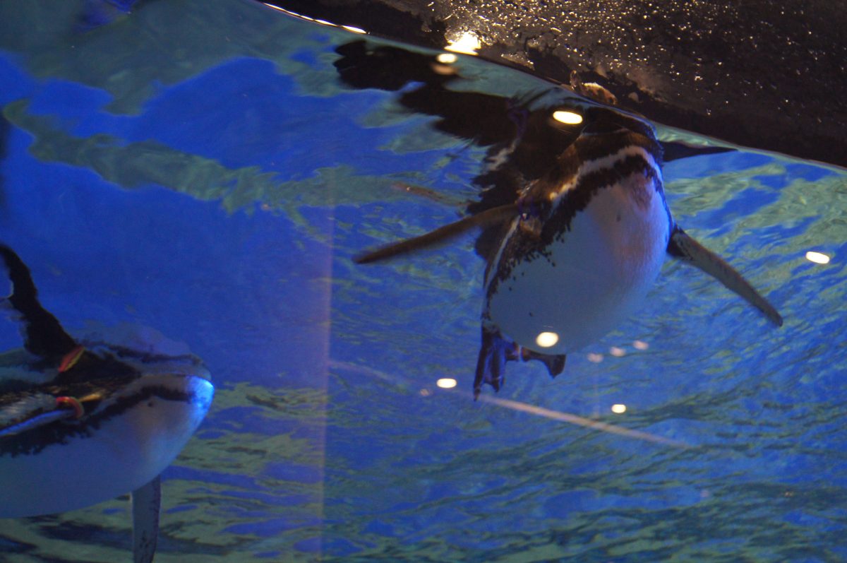 Two penguins swimming just below the water surface at Sumida Aquarium