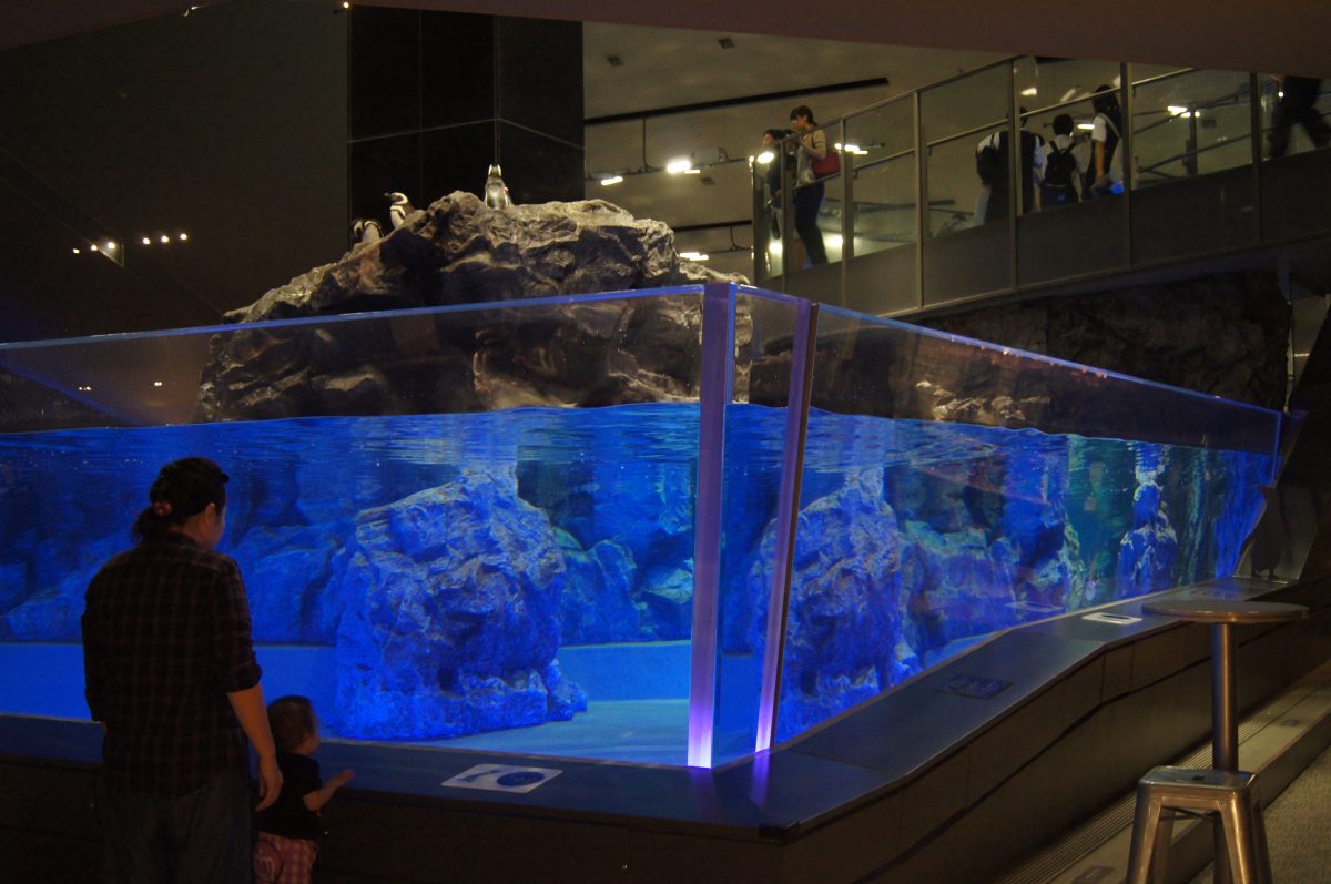 Visitor and child beside the clear-sided penguin pool at Sumida Aquarium