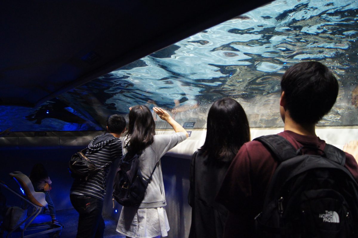 Visitors looking through a sloping aquarium tank at Sumida Aquarium