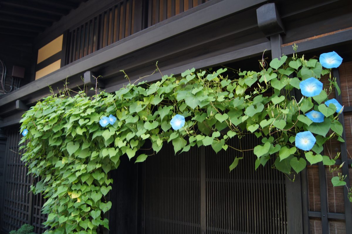 DSC06155 Blue flowers and green vines cover the wooden front of a traditional building in Takayama's old town.