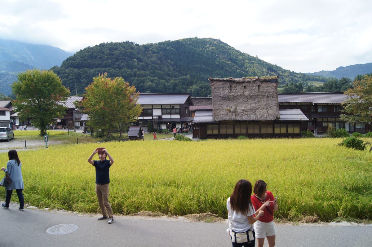 Visitors stand beside a rice field with traditional houses and mountains in Shirakawa-go.
