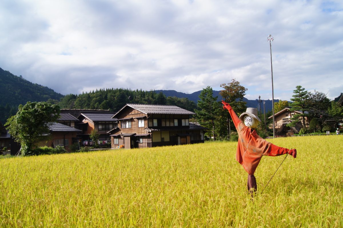 A person stands beside rice fields with traditional houses and mountains in Shirakawa-go.