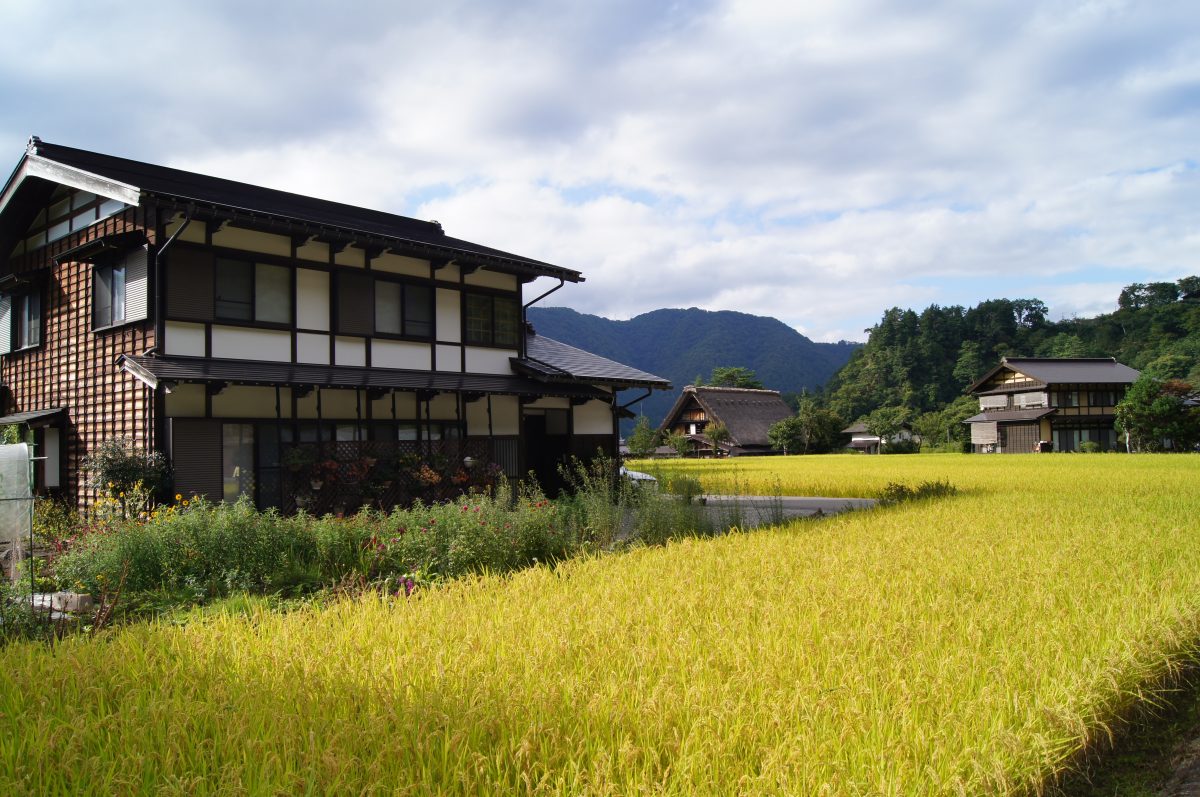DSC06200 A rice field lies beside traditional houses beneath the mountains of Shirakawa-go.