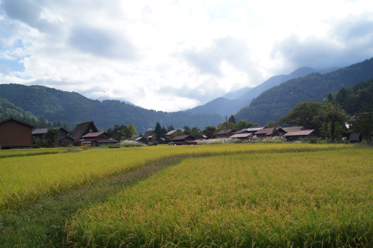 Rice fields stretch towards traditional houses and wooded mountains in Shirakawa-go.