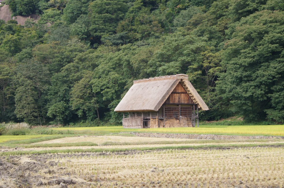 A traditional thatched farmhouse stands beside rice fields beneath the mountains of Shirakawa-go.