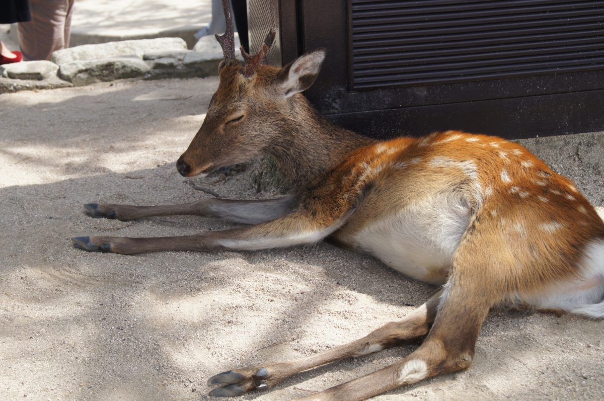 DSC06264 A sika deer rests beside the path on Miyajima.