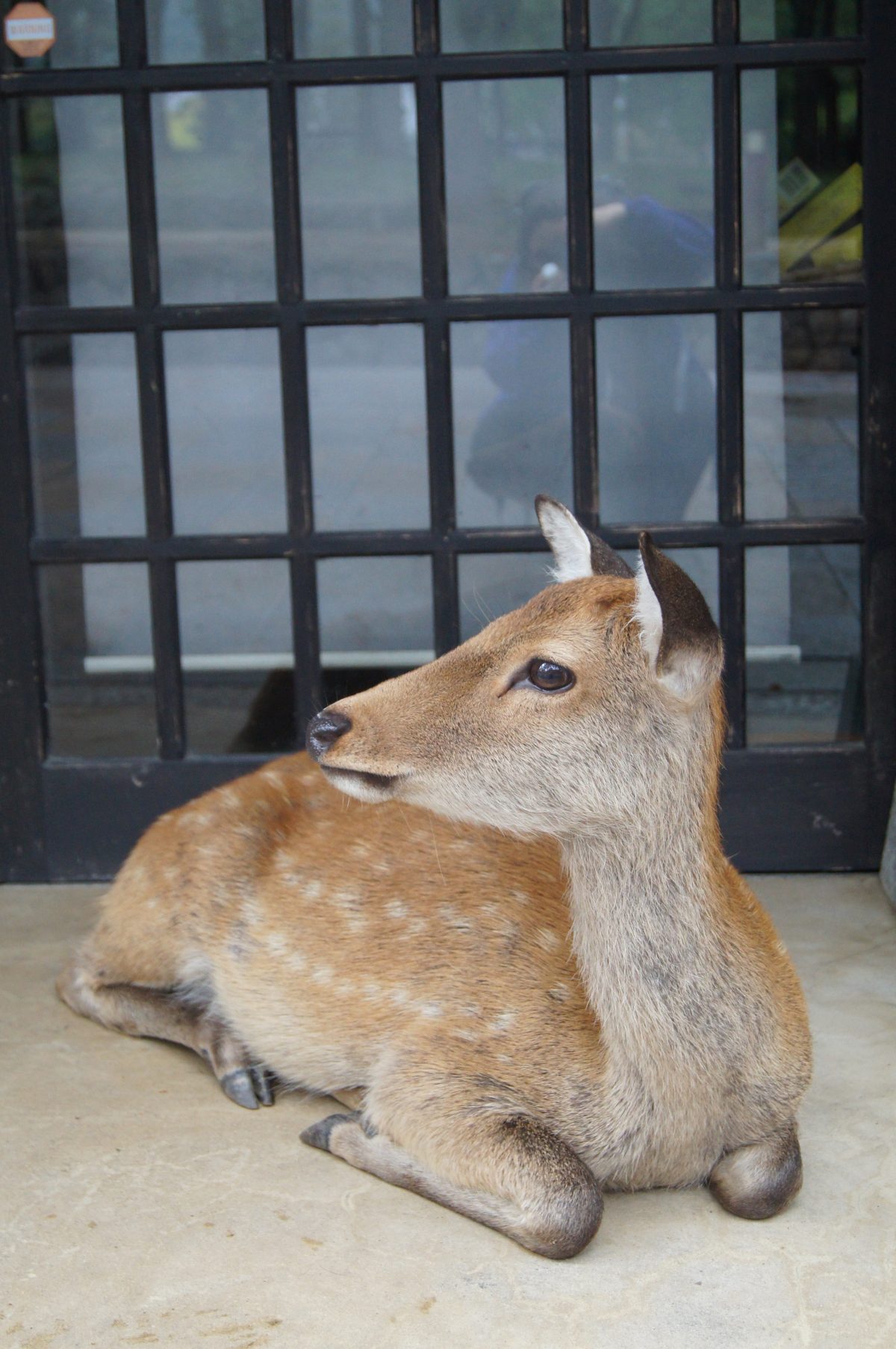 A young deer rests beside a wooden building at Tōdai-ji in Nara.