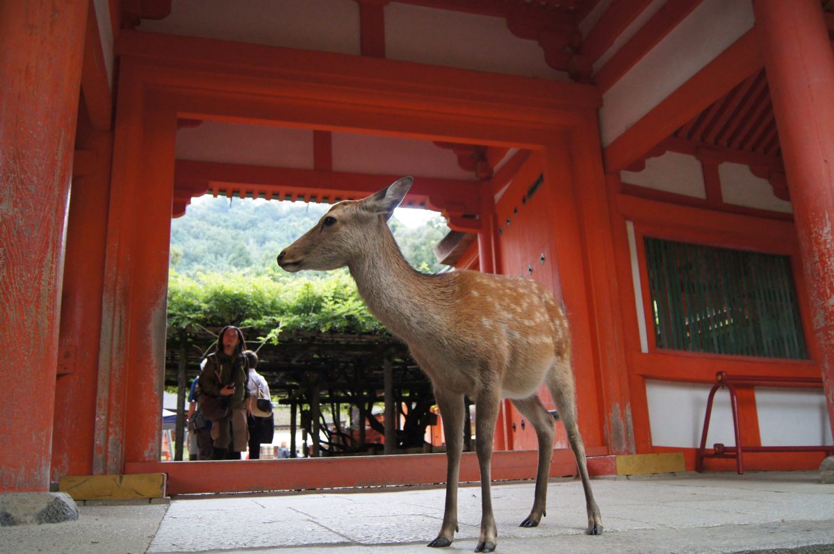 A Nara deer walks through the red-painted timber corridor of Kasuga Taisha.