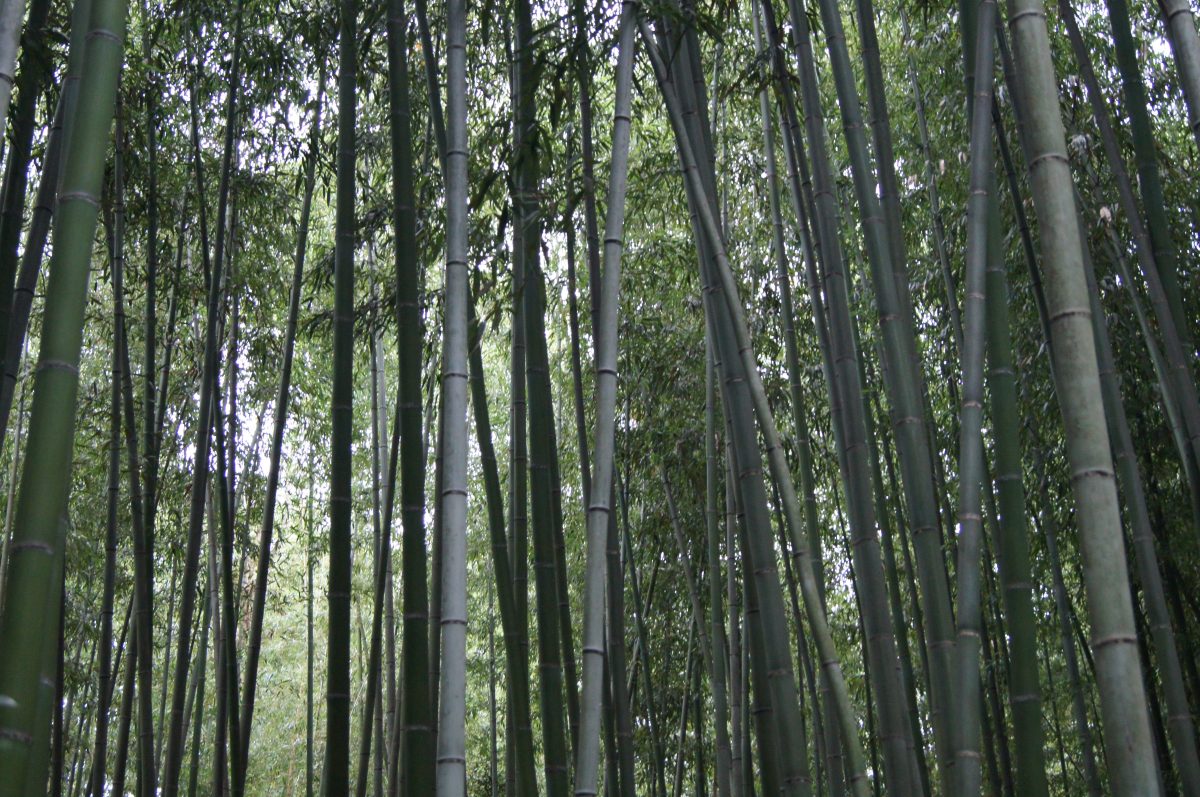 DSC06608 Bamboo stalks and leafy canopy seen from below in Arashiyama, Kyoto