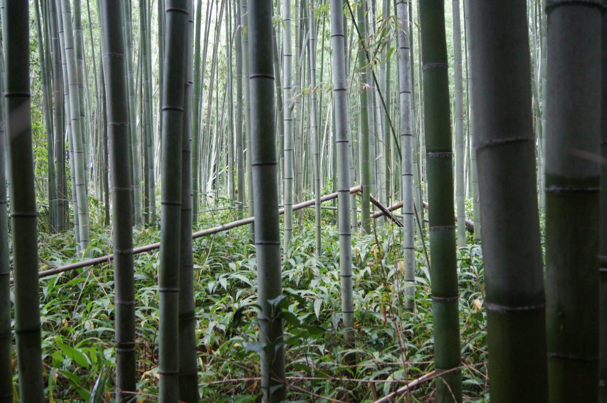 DSC06618 Bamboo trunks and a low rustic rail along a path in Arashiyama, Kyoto