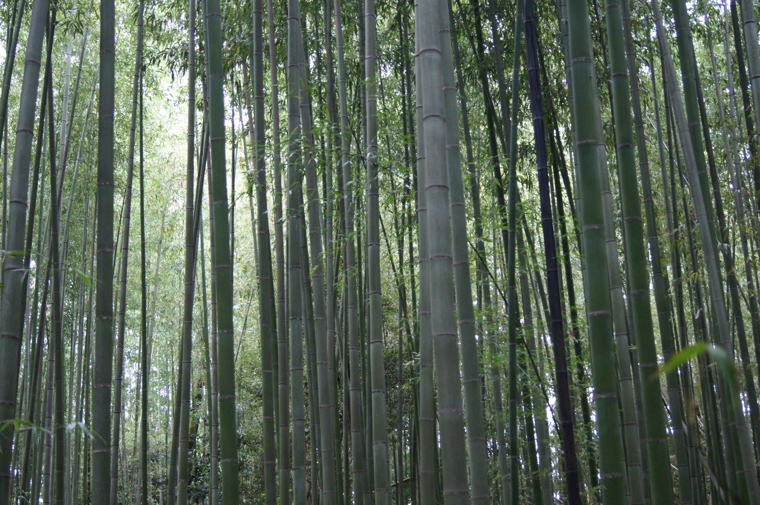 Tall bamboo stalks rise through the green canopy in Arashiyama, Kyoto.