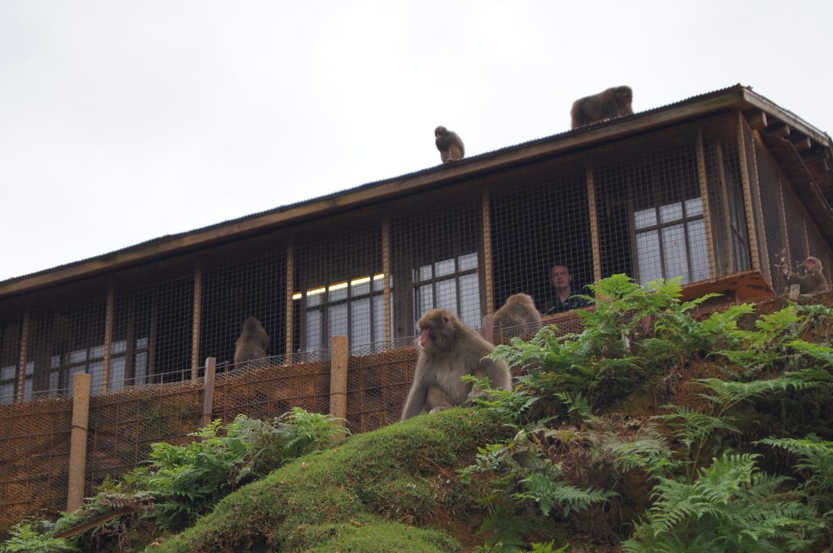 DSC06633 Japanese macaques rest around an enclosure at Arashiyama Monkey Park in Kyoto