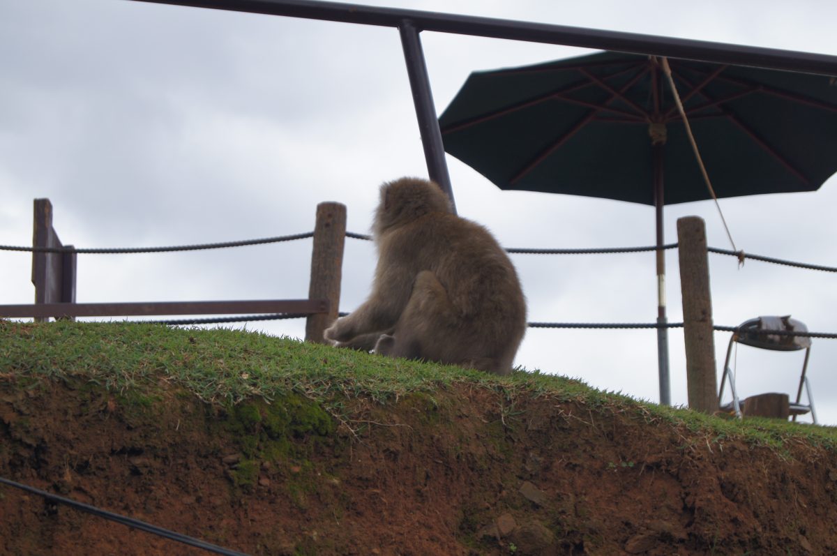 DSC06634 A Japanese macaque sits beneath a sun umbrella at Arashiyama Monkey Park in Kyoto