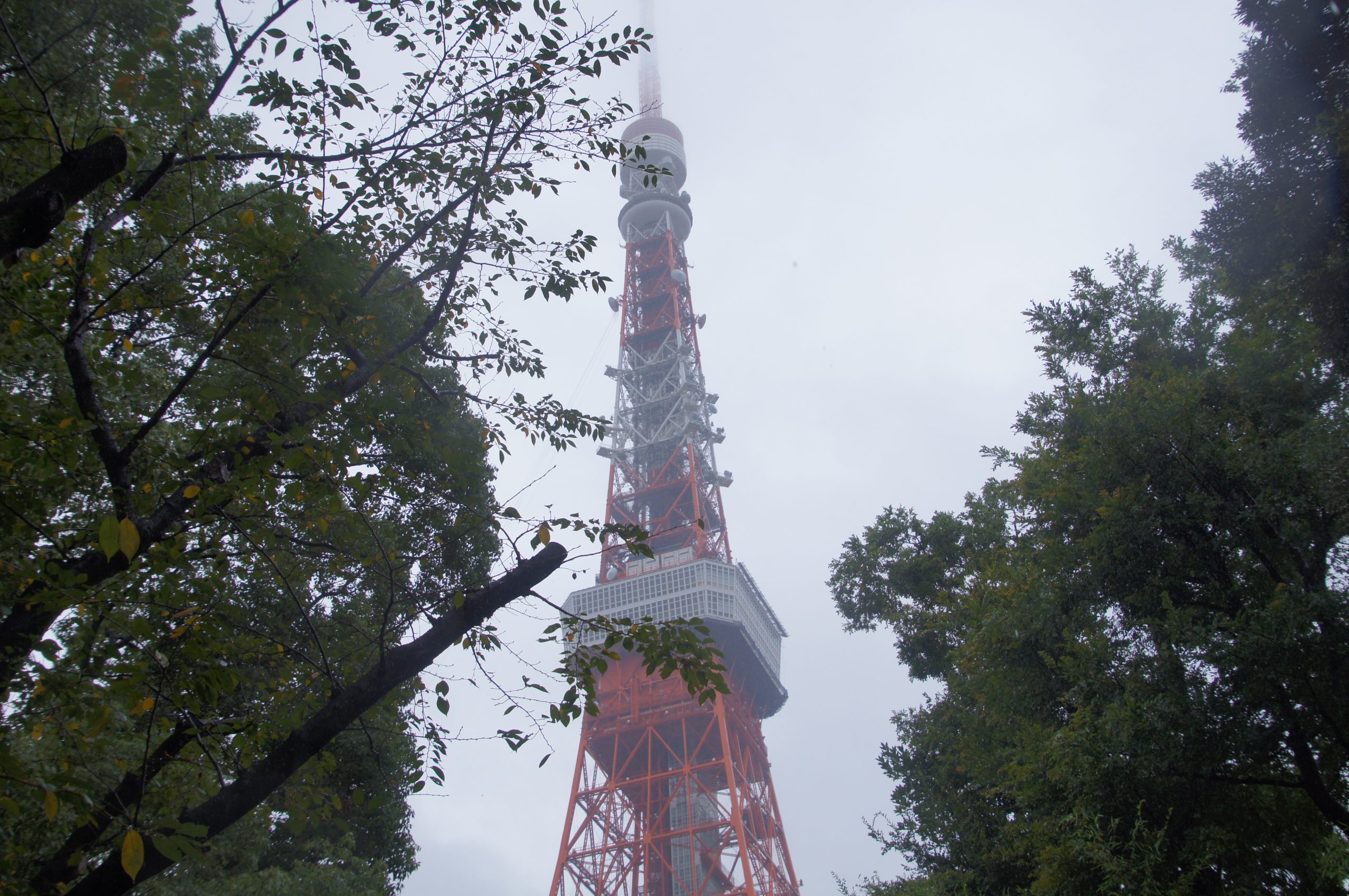Tokyo Tower rising between trees in Shiba Park on a grey day