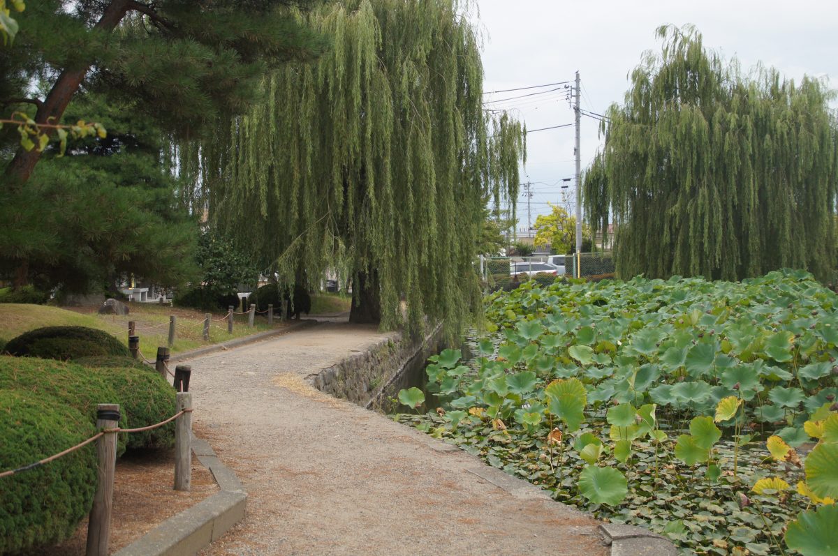 DSC09361 Willow-lined path beside a lotus pond in the Matsumoto Castle grounds