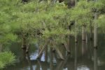 Pine trees reflected in a pond at Kenroku-en Garden