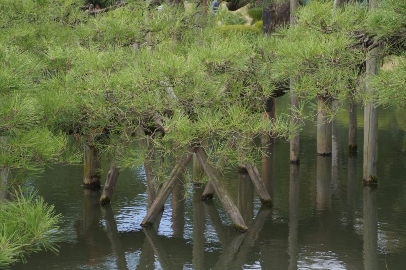 Pine trees reflected in a pond at Kenroku-en Garden