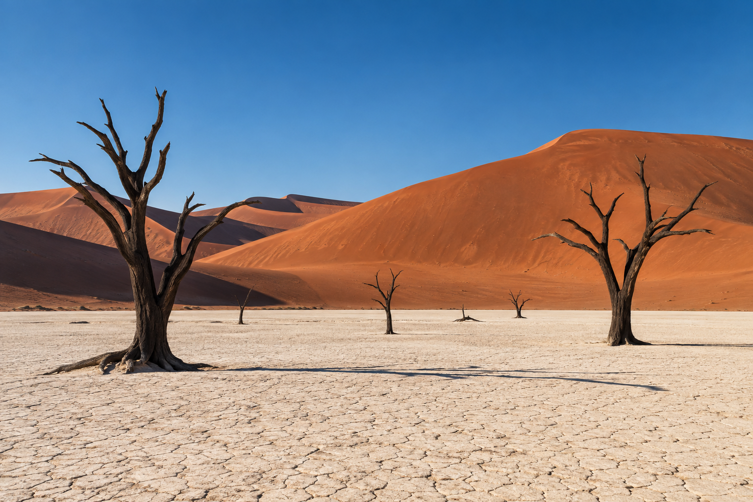 Camelthorn trees on the clay pan beneath red dunes at Deadvlei in Namibia