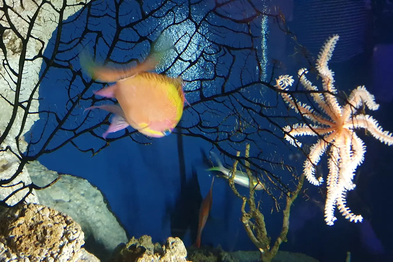 Orange fish and branching coral in an exhibit at Churaumi Aquarium