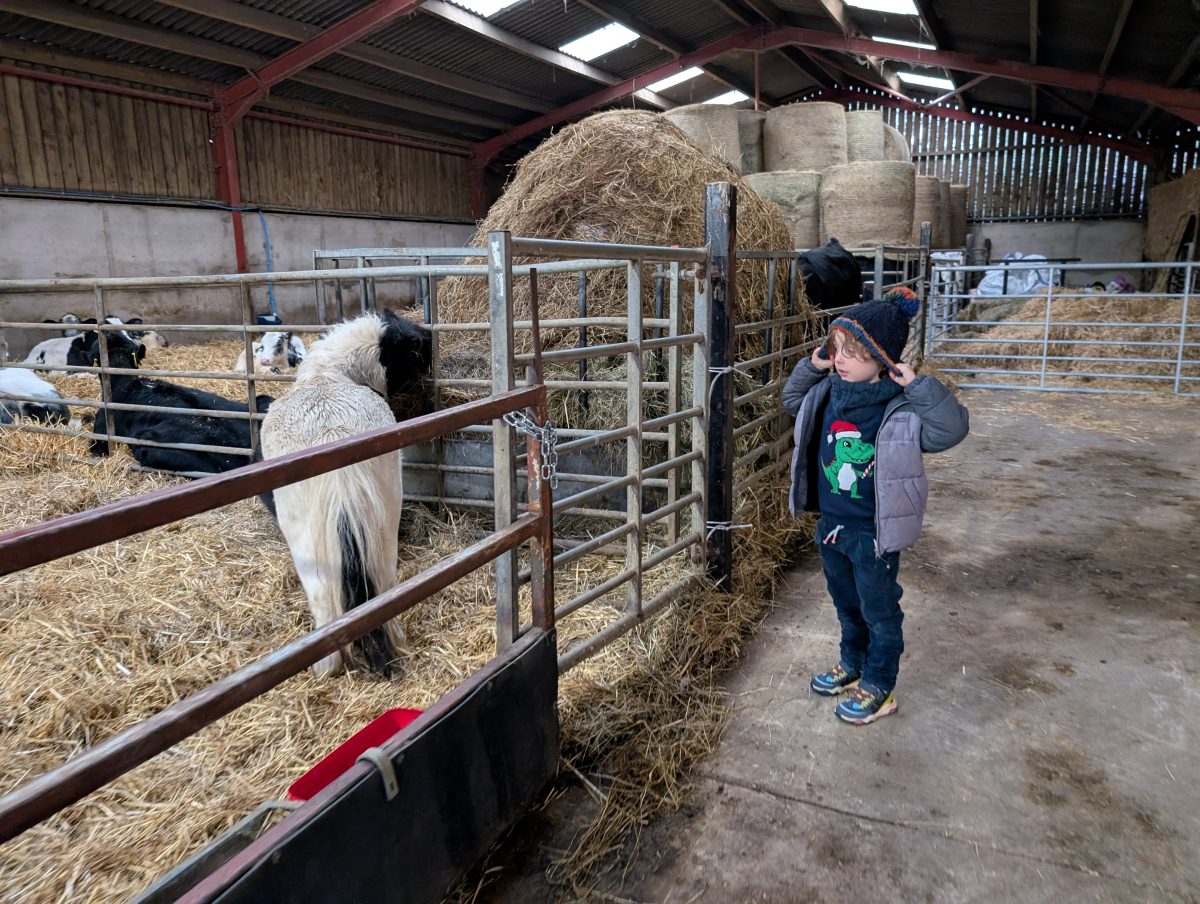 Farm animals at Birchfield Family Dairies The little man viewing farm animals from the side inside a barn at Birchfield Farm