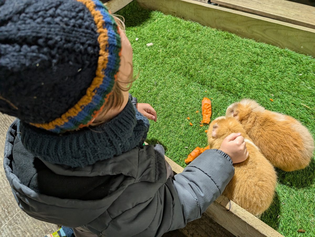 Feeding guinea pigs at Birchfield Farm The little man seen from behind while gently feeding guinea pigs at Birchfield Farm