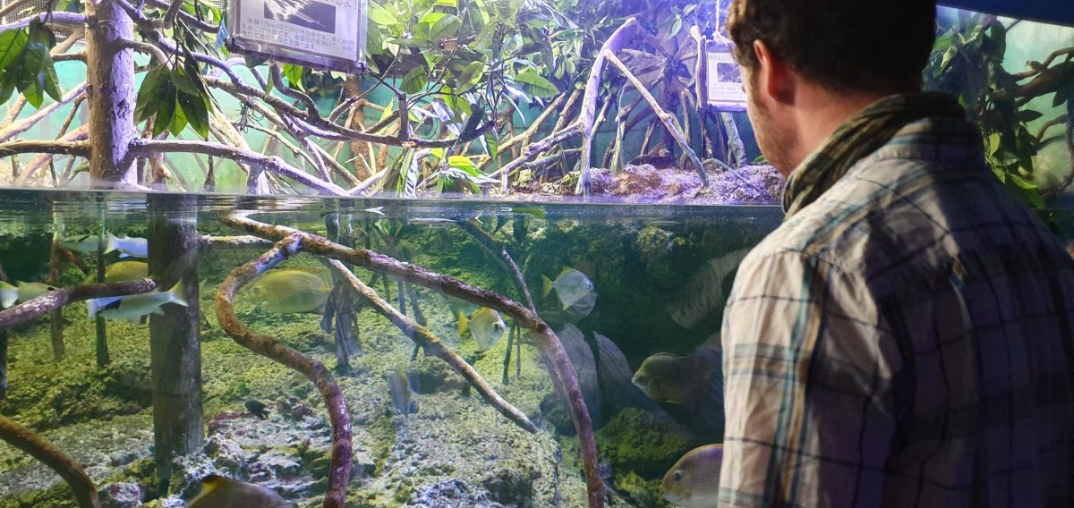 Gary looking into an exhibit at Okinawa Churaumi Aquarium