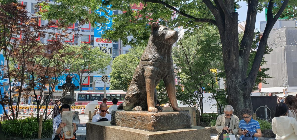 Hachiko Dog 10 The Hachiko statue outside Shibuya Station, surrounded by visitors