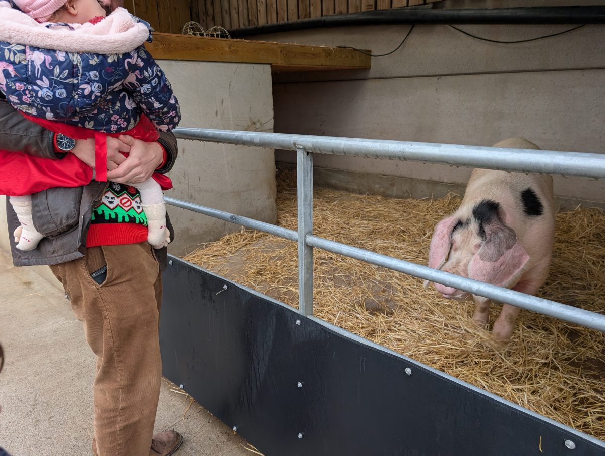 Meeting the pigs at Birchfield Farm Gary holding the cheeky one as they meet a pig at Birchfield Farm