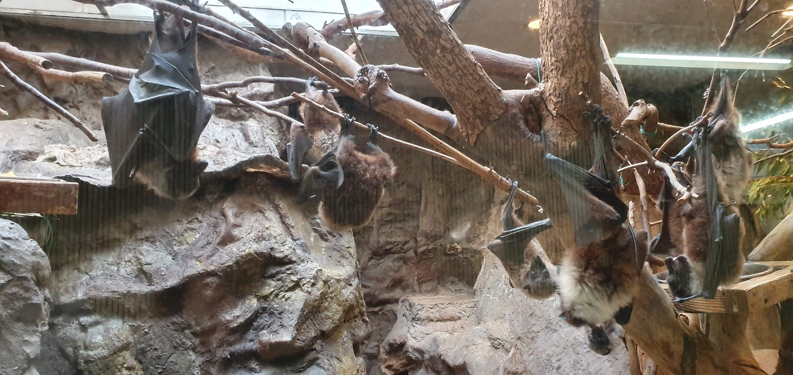 Bats hanging inside an animal enclosure at Ueno Zoo