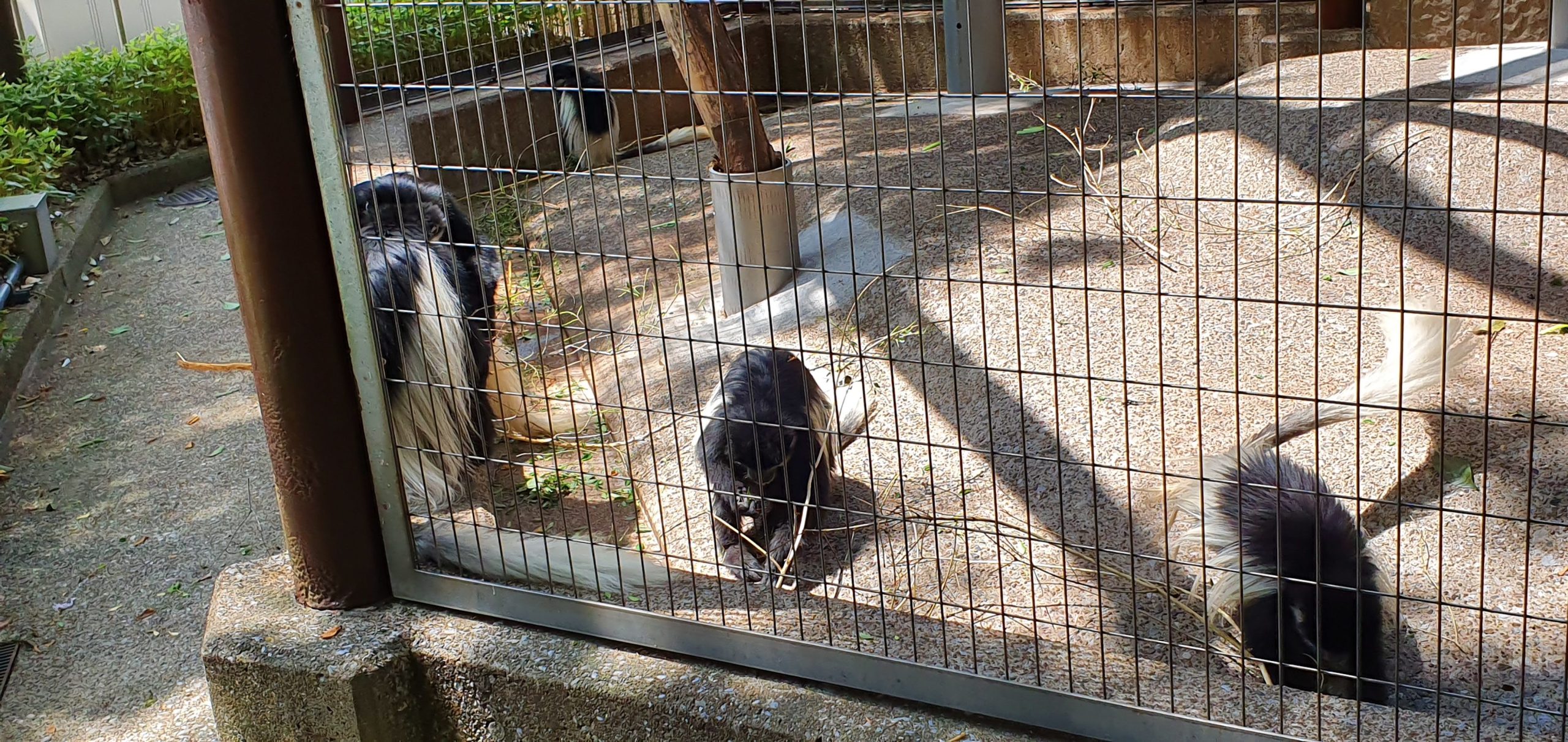 Black-and-white colobus monkeys behind mesh at Ueno Zoo