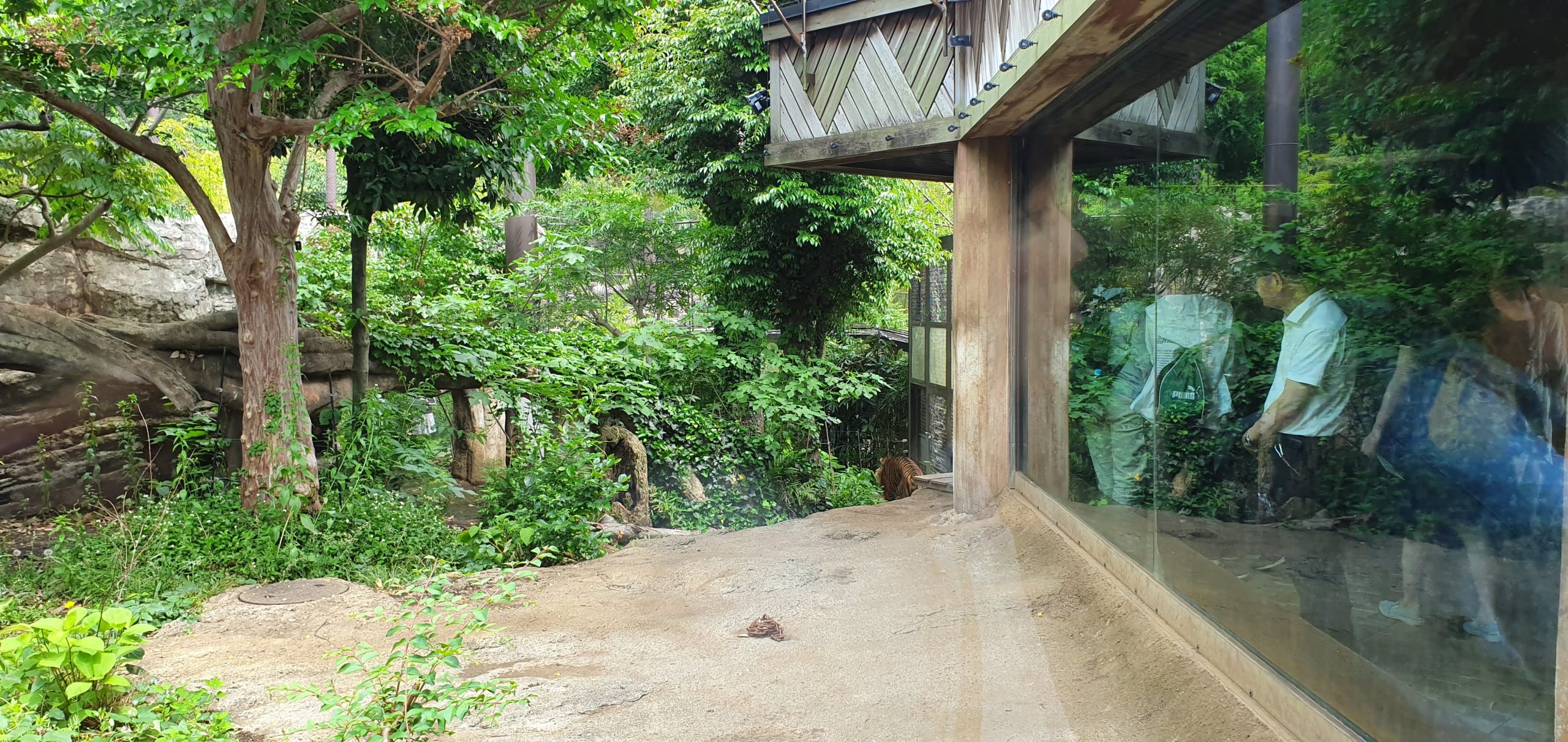 Tiger beside the visitor viewing window at Ueno Zoo