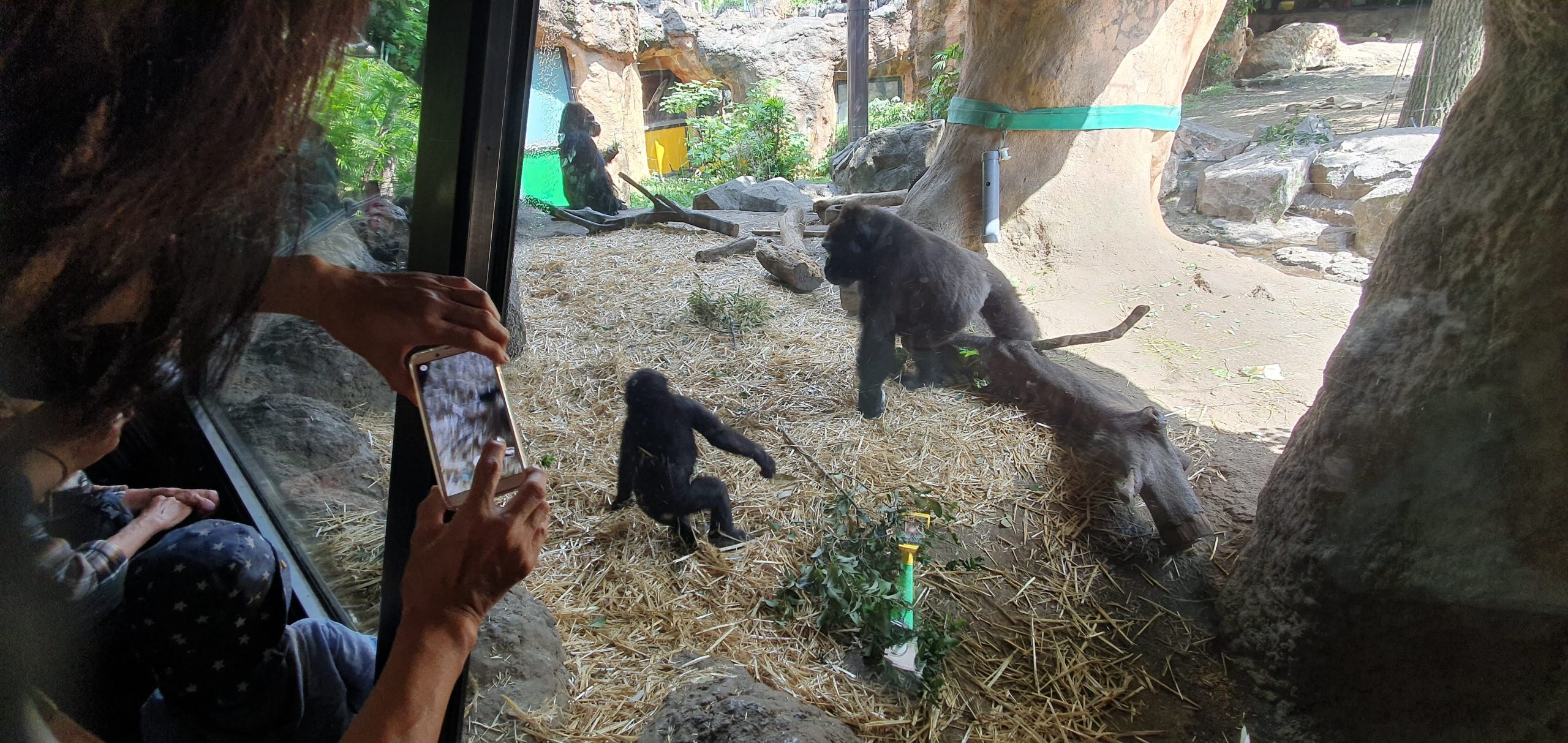 Visitors watching gorillas from the viewing window at Ueno Zoo