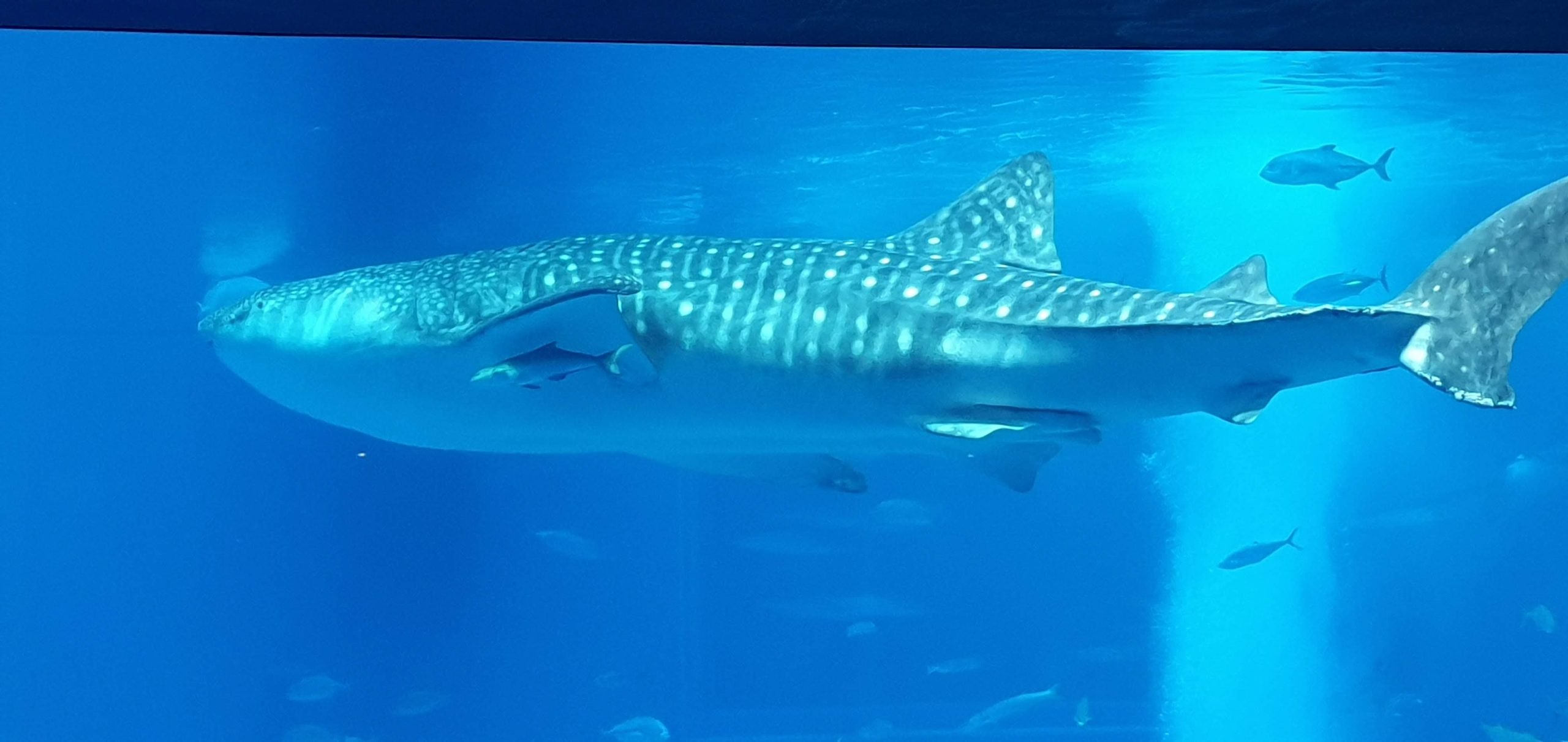 Whale shark swimming in the main tank at Okinawa Churaumi Aquarium
